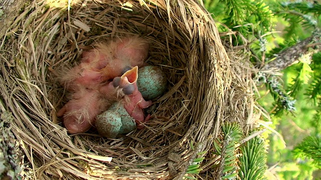 野战鸟巢有小鸡和蛋视频下载