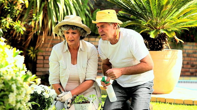 一对在南非西开普敦花园工作的成年夫妇视频素材