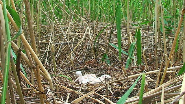 沼泽鹞窝和四只小鸡视频下载