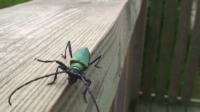 绿色甲虫视频下载