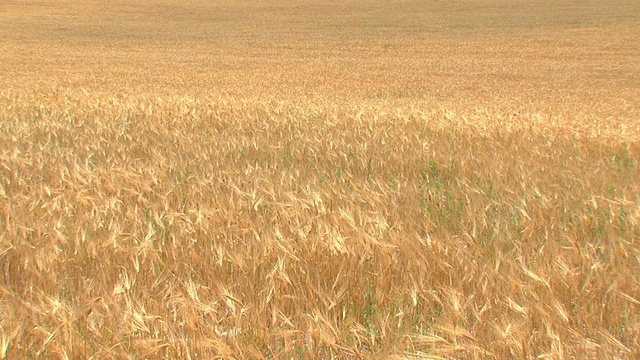 黄金田-小麦丰收视频素材