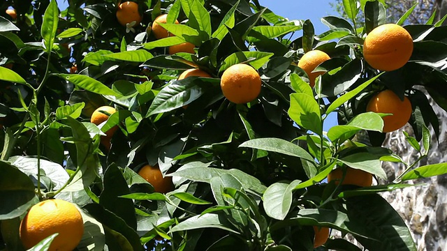 橙树视频素材
