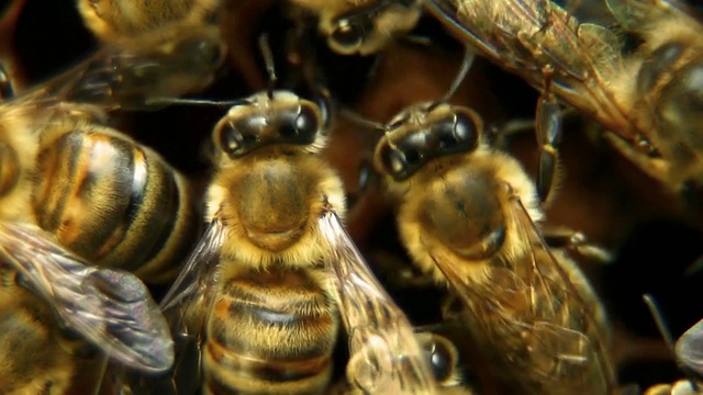 蜂房上的蜜蜂- HD视频素材