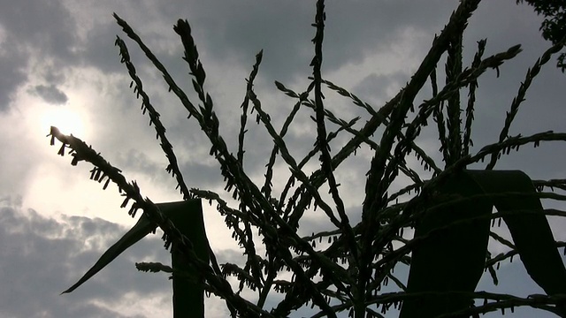 玉米秸秆的剪影对云背景高清视频下载