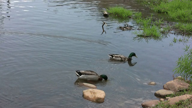 两只野鸭在游泳和清洁视频下载