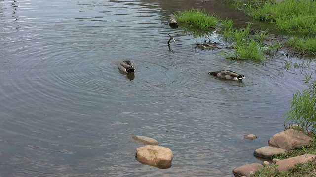 两只野鸭在游泳和打猎视频下载