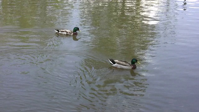两只野鸭在游泳视频下载
