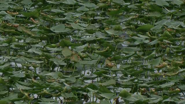 茂密的百合花群，在河流/大沼泽地，美国佛罗里达州视频素材