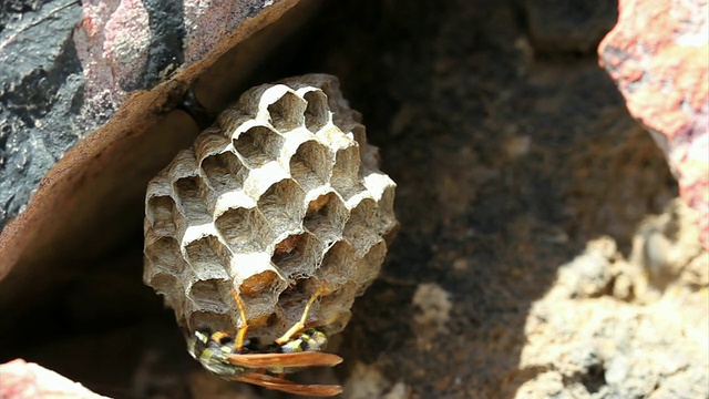 黄蜂冷却蜂巢视频下载