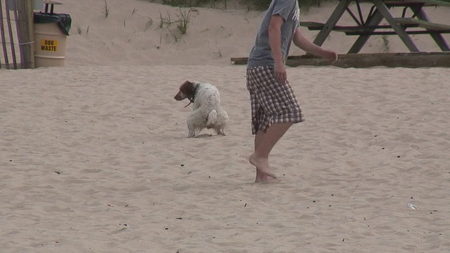 海滩上的狗2 1080/60i视频素材