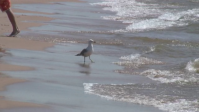 海鸥漫步沙滩2 - HD 1080/60i视频素材