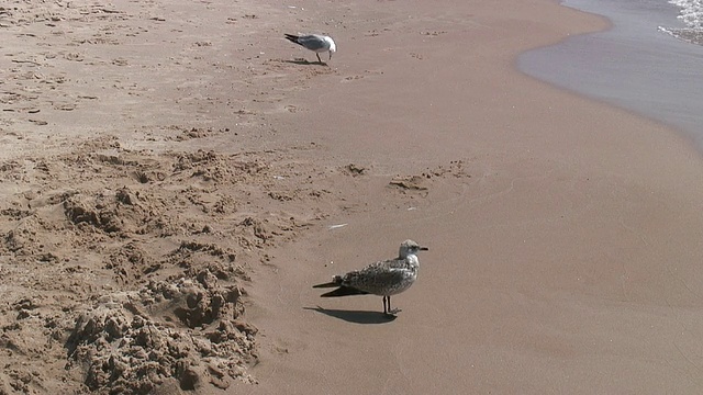 海鸥漫步沙滩3 - HD 1080/60i视频素材