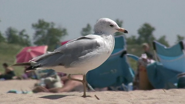 海鸥漫步沙滩4 - HD 1080/60i视频素材