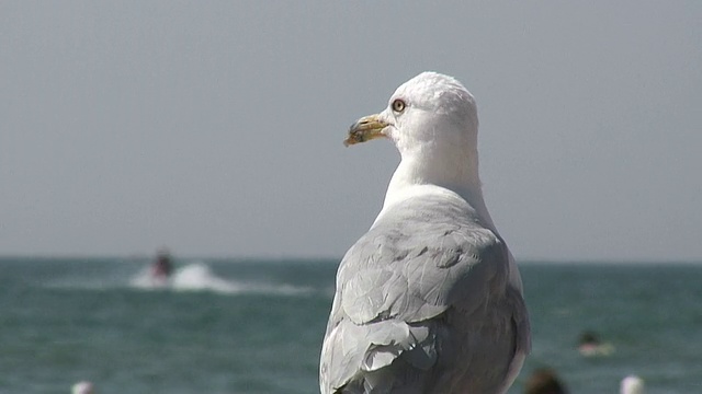 海鸥水上背景2 - HD 1080/60i视频素材