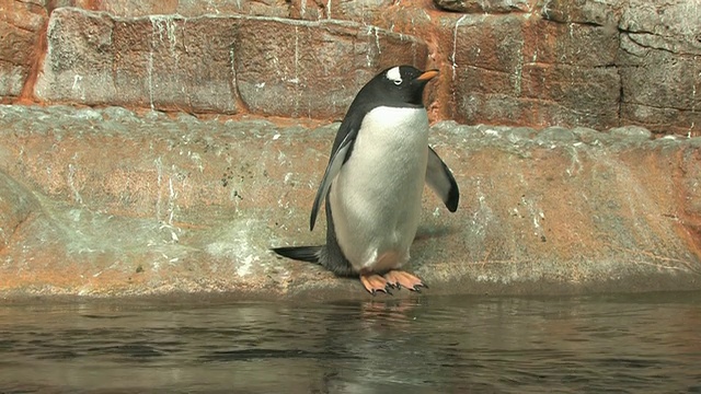 企鹅6 - HD 1080/30F视频素材