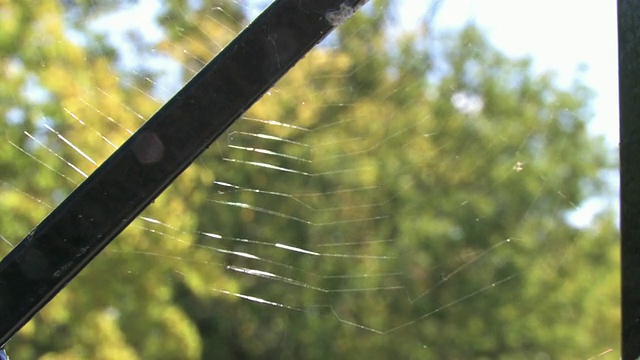 风中的蜘蛛网1 -高清/标清30F视频素材