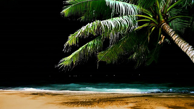 晚上海滩上的棕榈视频素材
