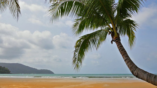 棕榈树，沙滩和大海视频素材