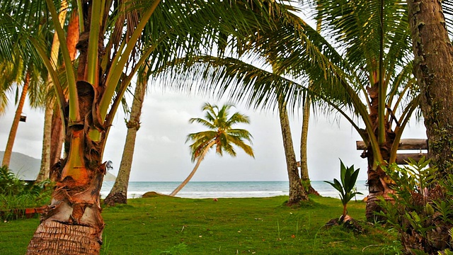 棕榈树以大海为背景视频素材