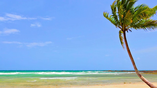 沙滩上孤独的棕榈树视频素材