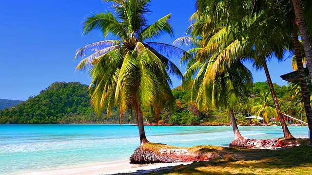海水附近的热带海滩上有一棵棕榈树视频素材