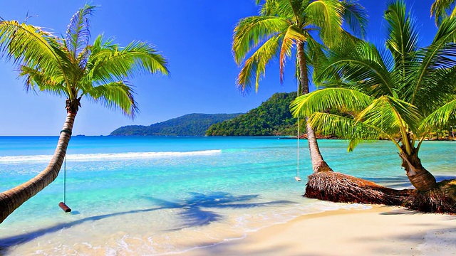 热带海滩上的棕榈树视频下载