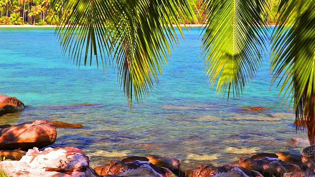 棕榈树的树枝弯在海水上视频素材