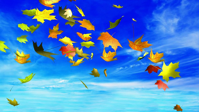 秋叶在天空视频素材