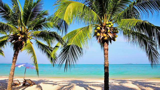 有棕榈树的热带海滩视频下载