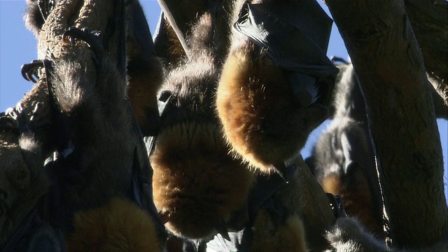 几只飞狐悬挂在树枝上/澳大利亚悉尼视频素材