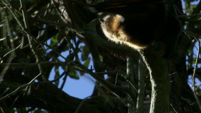 CU展翅的飞狐悬挂在树枝上/澳大利亚悉尼视频素材
