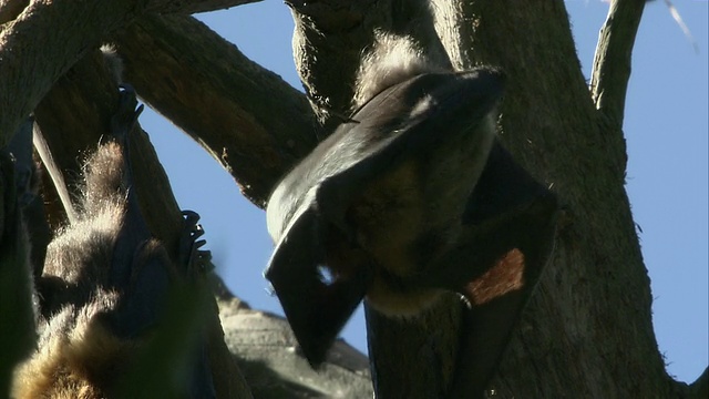 澳大利亚悉尼，飞狐在树枝上梳理毛发视频素材