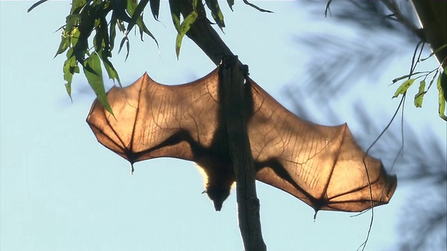 翼展倒挂在树枝上的飞狐/澳大利亚悉尼视频素材