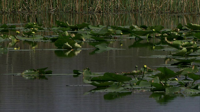 美国弗罗里达州，MS百合躺在沼泽地的水面上视频素材
