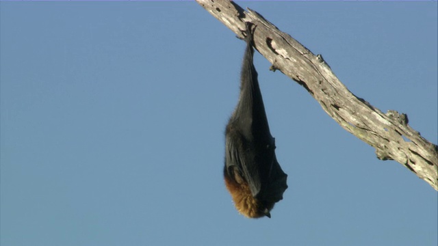 澳大利亚悉尼，沉睡的飞狐倒挂在树枝上视频素材