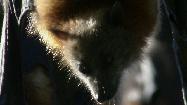 悬吊在树上的飞狐脸/澳大利亚悉尼视频素材
