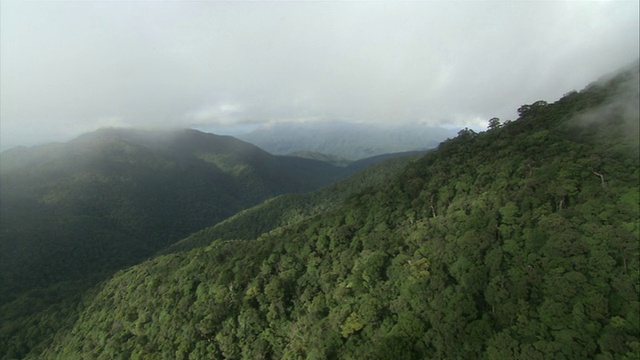 WS鸟瞰图的雾景观，树木和山脉/贝伦登克尔，昆士兰，澳大利亚视频下载