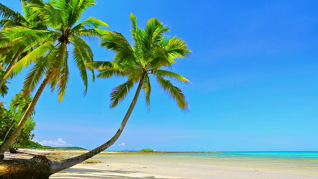 海滩上的棕榈树视频下载