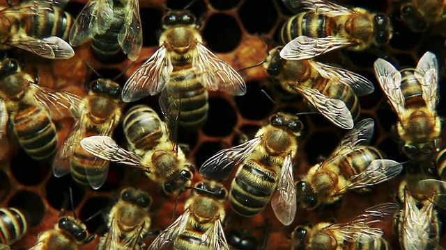 蜂房上的蜜蜂- HD视频素材