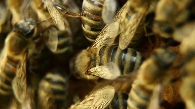 蜂房上的蜜蜂- HD, NTSC视频素材