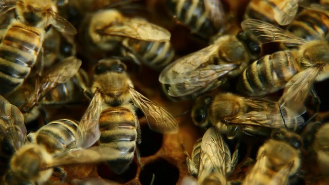 蜂房上的蜜蜂- HD, NTSC视频素材