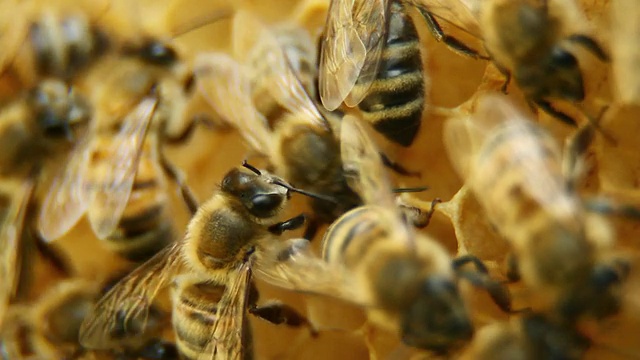 蜂房上的蜜蜂- HD, NTSC视频下载