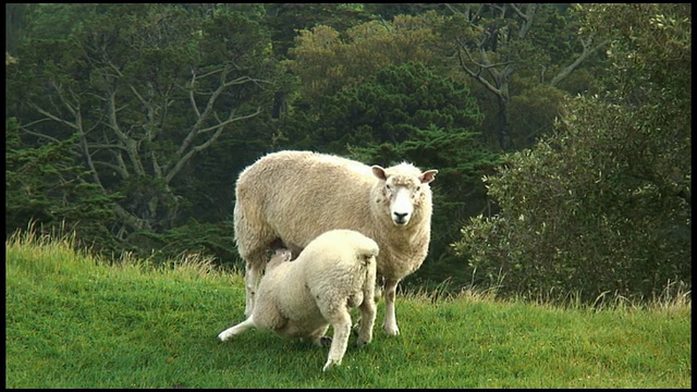 (HD1080i)小羊羔护士，喝母羊的奶(哺乳)视频下载