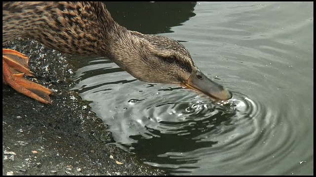 (HD1080i)鸭子喝水:母野鸭。中远投视频素材
