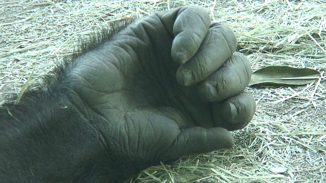 (HD1080i)大猩猩手和手指视频下载