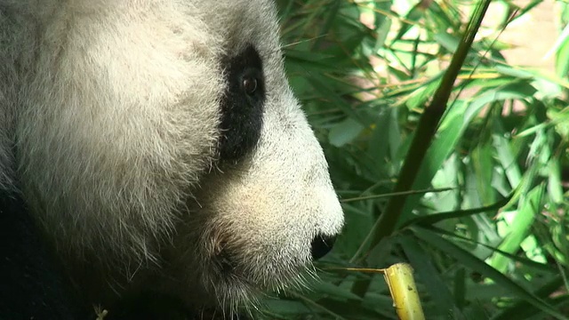 大熊猫吃视频购买