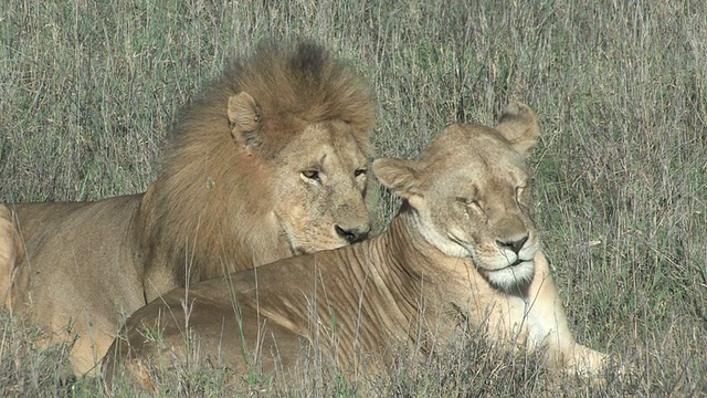沉睡的狮子夫妇视频素材