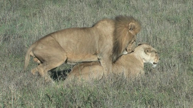 非洲塞伦盖蒂的交配狮子视频下载