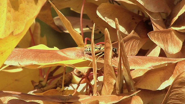 落叶上的黄蜂视频素材