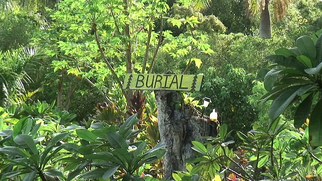 (HD1080i)死亡:茂盛的热带墓地，放大视频下载